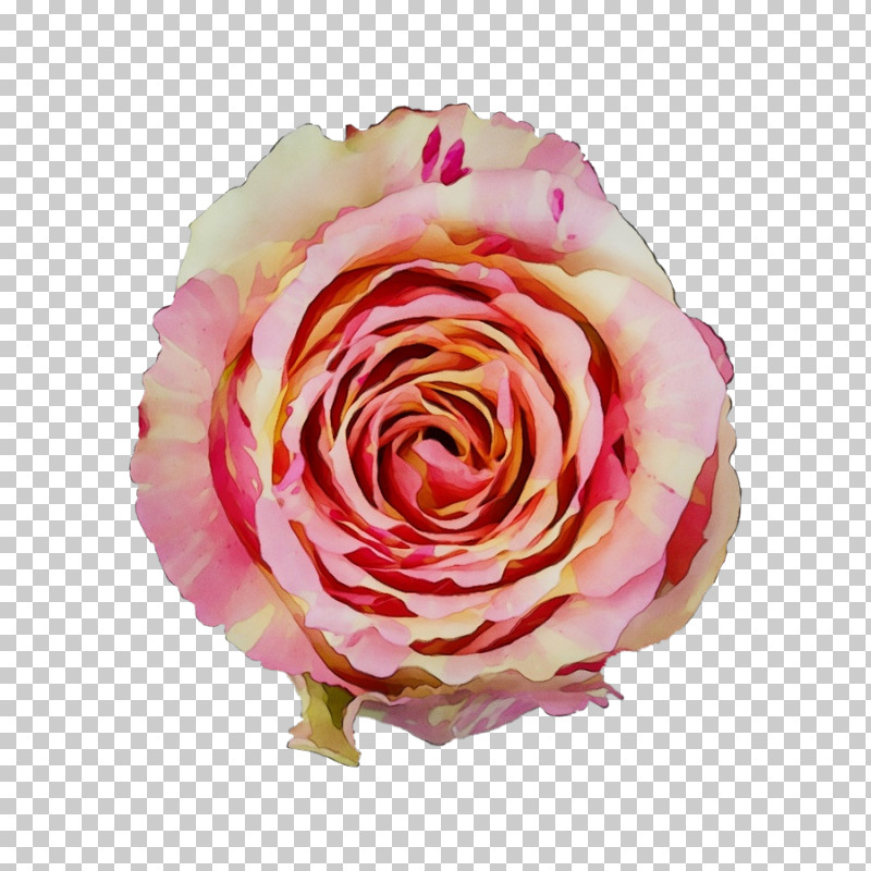 Garden Roses PNG, Clipart, Cabbage Rose, Closeup, Cut Flowers, Cutting, Floribunda Free PNG Download