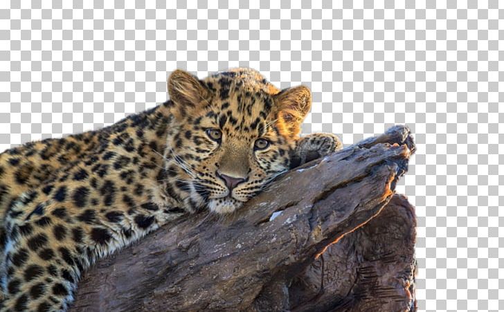 Leopard Desktop High-definition Television 1080p 4K Resolution PNG, Clipart, 4k Resolution, Animals, Big Cats, Carnivoran, Cat Like Mammal Free PNG Download