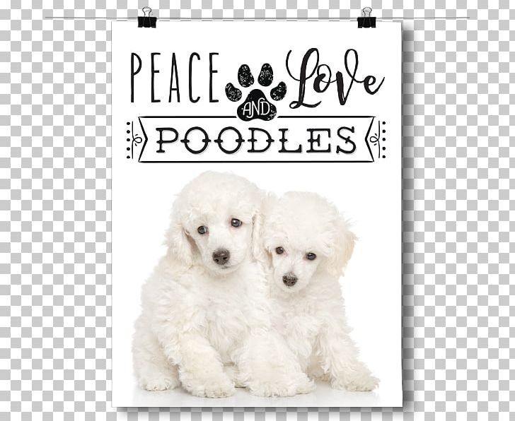Miniature Poodle Toy Poodle Maltese Dog Puppy PNG, Clipart, Animal, Breed, Carnivoran, Chihuahua, Companion Dog Free PNG Download