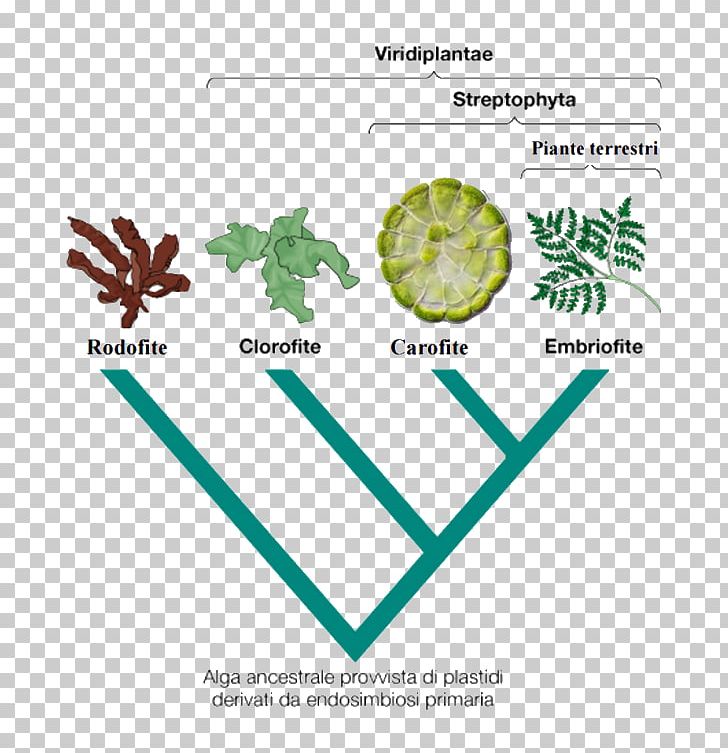 Moss Green Algae Leaf Vascular Plant PNG, Clipart, Algae, Alternation Of Generations, Area, Brand, Bryophyte Free PNG Download