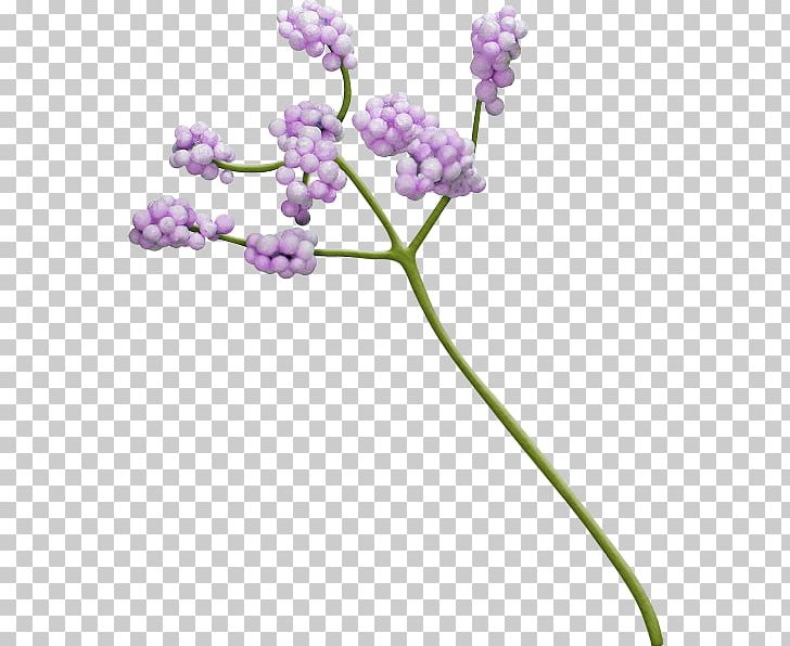 Blue English Lavender PNG, Clipart, Blue, Color, Download, Drawing, English Lavender Free PNG Download