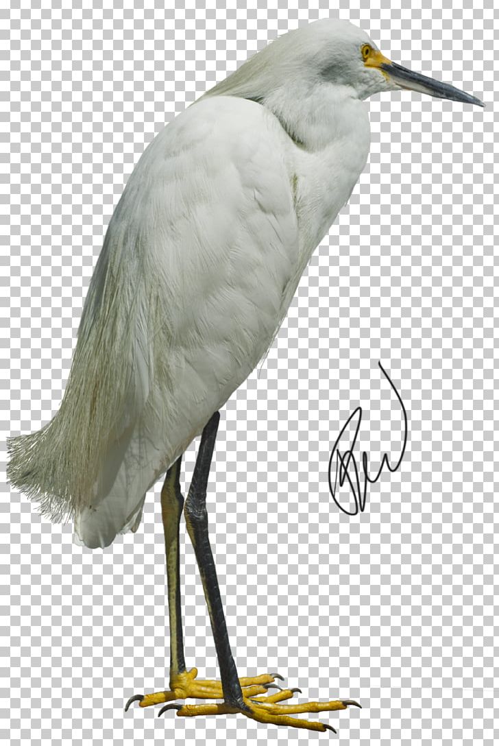 Great Egret Bird Heron White Stork PNG, Clipart, Animals, Beak, Bird, Cattle Egret, Ciconiiformes Free PNG Download