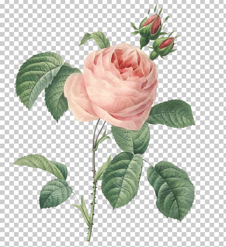 Roses Cabbage Rose Botany Botanical Illustration Printmaking PNG, Clipart, Art, Botanical Illustration, Botany, China Rose, Cut Flowers Free PNG Download