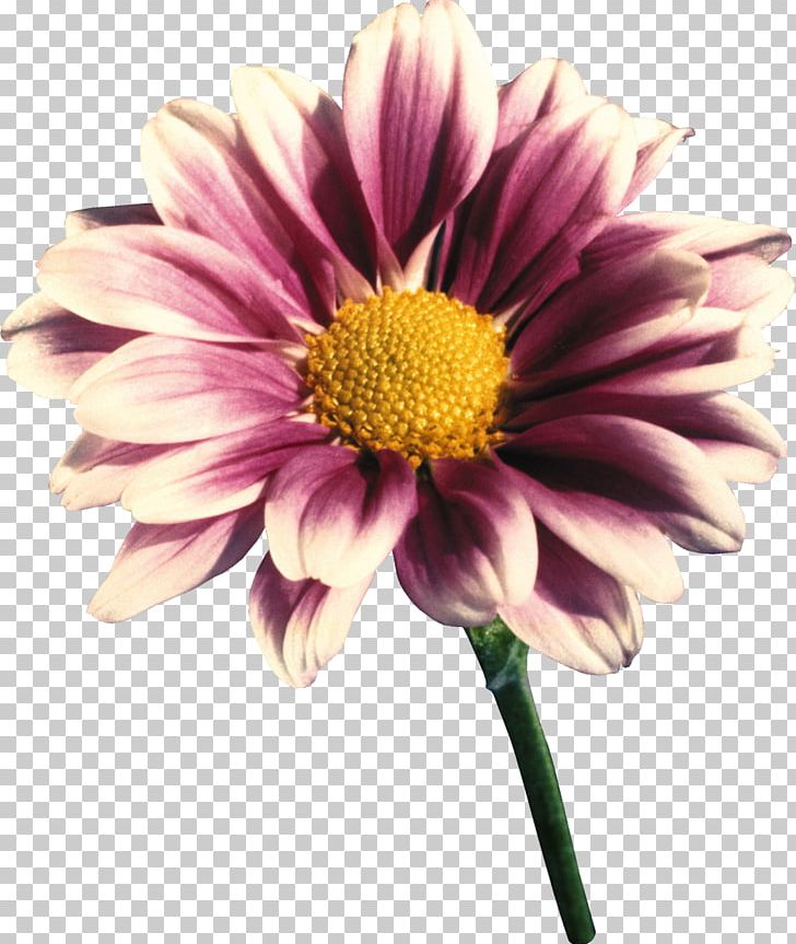 Transvaal Daisy Cut Flowers Violet Daisy Family PNG, Clipart, Annual Plant, Aster, Chrysanthemum, Chrysanths, Cut Flowers Free PNG Download