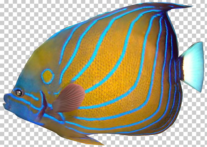 Angelfish Carassius Auratus Red Lionfish Tropical Fish PNG, Clipart, Angelfish, Carassius Auratus, Clownfish, Coral Reef Fish, Drawing Free PNG Download