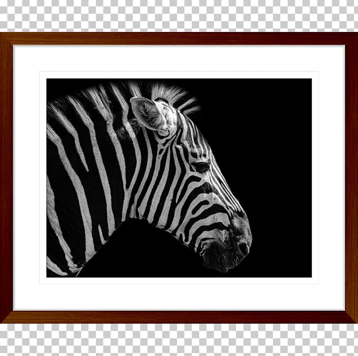 Butterfly Social Media Quagga Business Marketing PNG, Clipart, Animal, Big Cats, Black, Black And White, Brand Free PNG Download