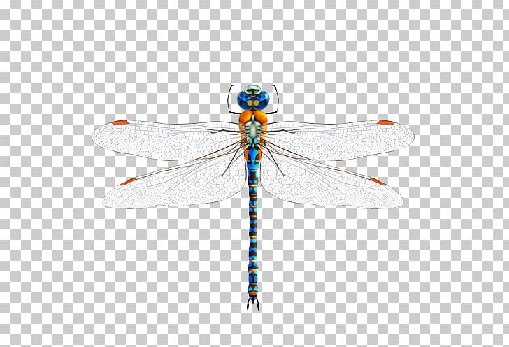 Insect Dragonfly Illustration PNG, Clipart, Arthropod, Blue Abstract, Blue Background, Blue Border, Blue Eyes Free PNG Download