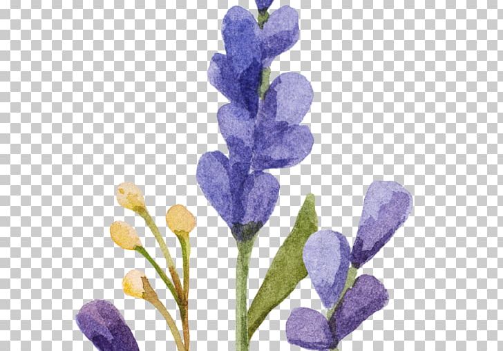 English Lavender Watercolor Painting PNG, Clipart, Bluebonnet, Boudoir, Drawing, English Lavender, Flower Free PNG Download