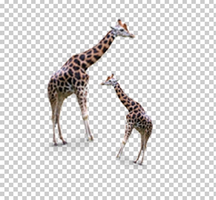Giraffe Google S Icon PNG, Clipart, Animals, Atmosphere, Biology, Brown, Cartoon Giraffe Free PNG Download