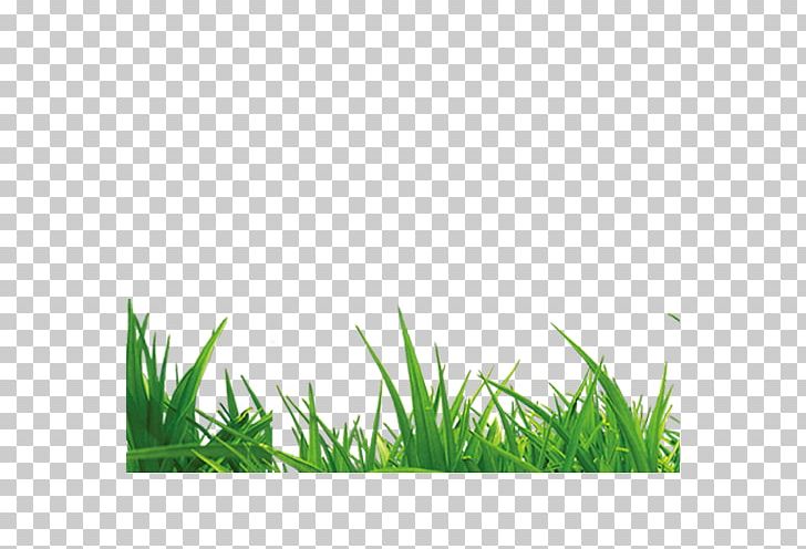 Handbook Of Green Energy Microchloa Grass PNG, Clipart, Artificial Grass, Black, Cartoon Grass, Creative Grass, Download Free PNG Download