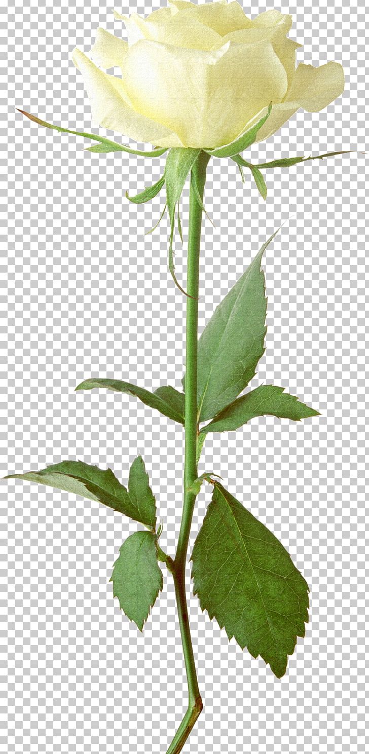 Rose White PNG, Clipart, Black White, Branch, Bud, Color, Cut Flowers Free PNG Download