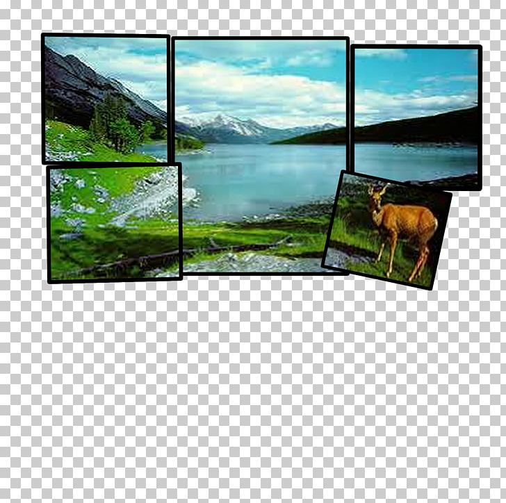 Television Landscape Display Device Ecosystem Technology PNG, Clipart, Computer Monitors, Display Device, Ecosystem, Electronics, Filmstrip Free PNG Download
