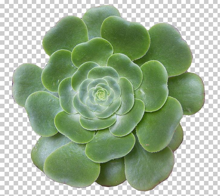 Viridiplantae Echeveria Green Umbilicus Rupestris PNG, Clipart, Color, Deciduous, Description, Echeveria, Flower Free PNG Download