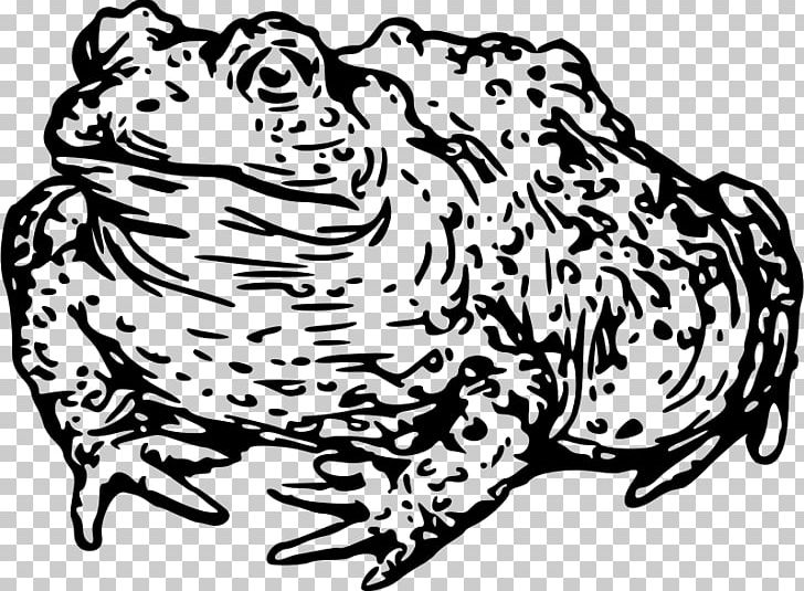 Cat Toad Black And White Frog PNG, Clipart, Animals, Art, Artwork, Big Cats, Black Free PNG Download