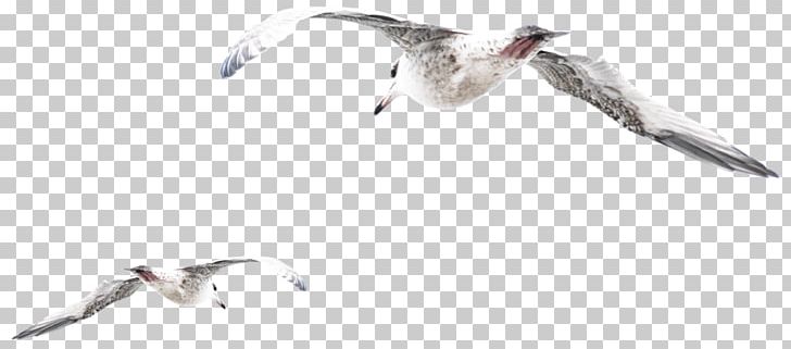 European Herring Gull Gulls Bird Psd Adobe Photoshop PNG, Clipart, Animal Figure, Beak, Bird, Charadriiformes, Cosmetology Free PNG Download