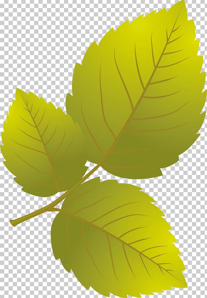 Leaf Petal Plant PNG, Clipart, Leaf, Petal, Plant Free PNG Download