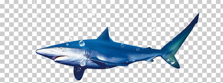 Blue Shark Tiger Shark PNG, Clipart, Animals, Big Shark, Bubble, Carcharhinus Amblyrhynchos, Cartilaginous Fish Free PNG Download