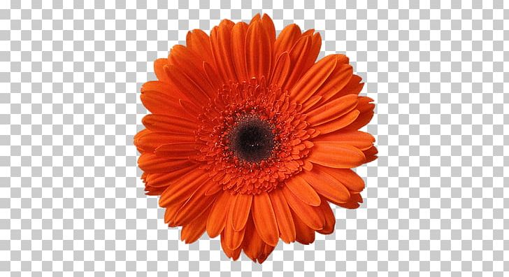 Flower Orange Common Daisy Gerbera Jamesonii PNG, Clipart, Chrysanthemum, Chrysanths, Color, Common Daisy, Cut Flowers Free PNG Download
