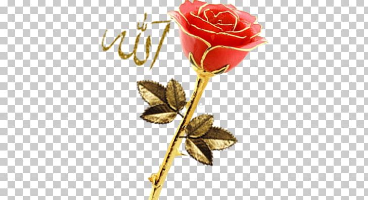 Garden Roses Allah Centifolia Roses PNG, Clipart, Allah, Centifolia Roses, Child, Cut Flowers, Dini Free PNG Download