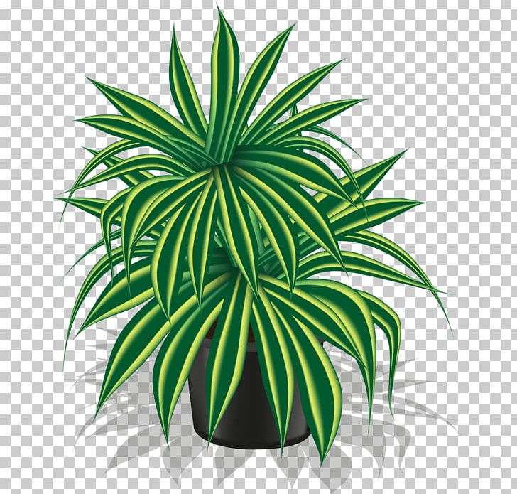 Houseplant PNG, Clipart, Agave, Arecales, Drawing, Evergreen, Flower Free PNG Download