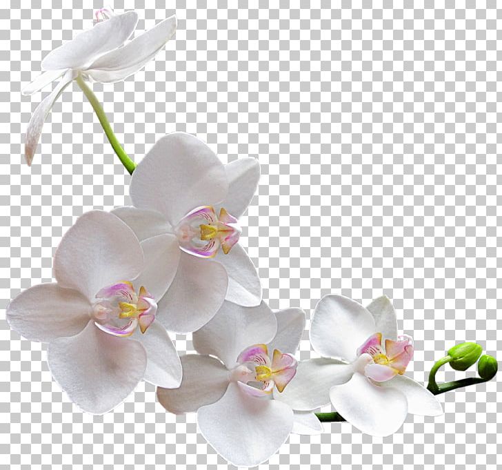 Orchids Flower PNG, Clipart, Blossom, Boat Orchid, Clip Art, Cut Flowers, Desktop Wallpaper Free PNG Download