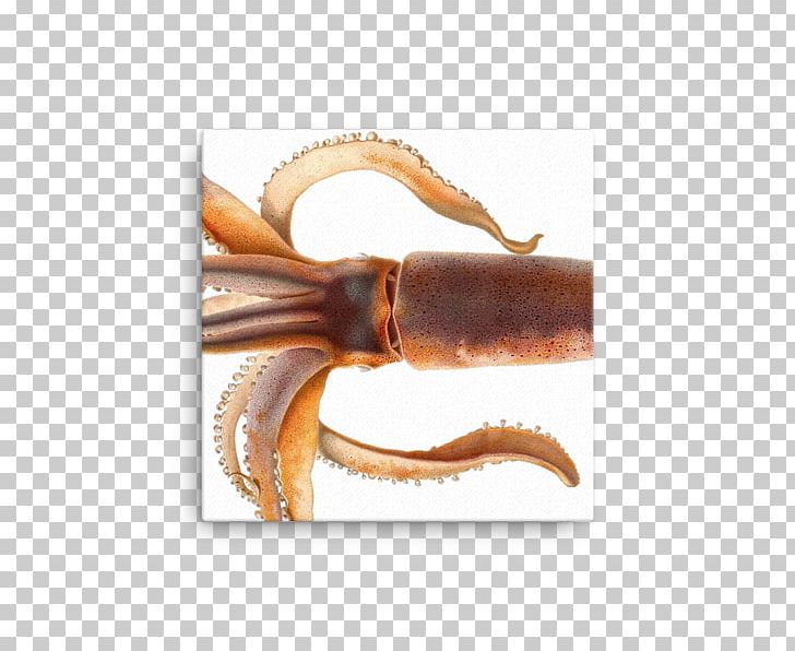 Colossal Squid Cephalopod Animal PNG, Clipart, Animal, Art, Cephalopod, Cephalopod Beak, Claw Free PNG Download