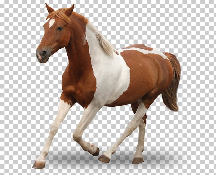 Mare Mustang Foal Stallion Rein PNG, Clipart, Animal Figure, Bridle, Foal, Halter, Horse Free PNG Download
