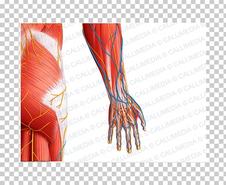 Thumb Nerve Muscle Hip Arm PNG, Clipart, Anatomy, Arm, Blood Vessel, Elbow, Finger Free PNG Download