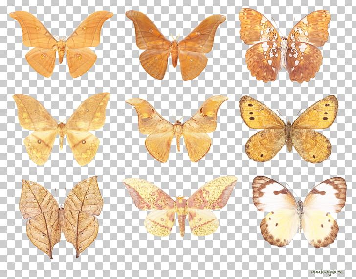 Monarch Butterfly Bombycidae Nymphalidae Butterflies And Moths PNG, Clipart, Arthropod, Bombycidae, Brown, Brush Footed Butterfly, Butterfly Free PNG Download