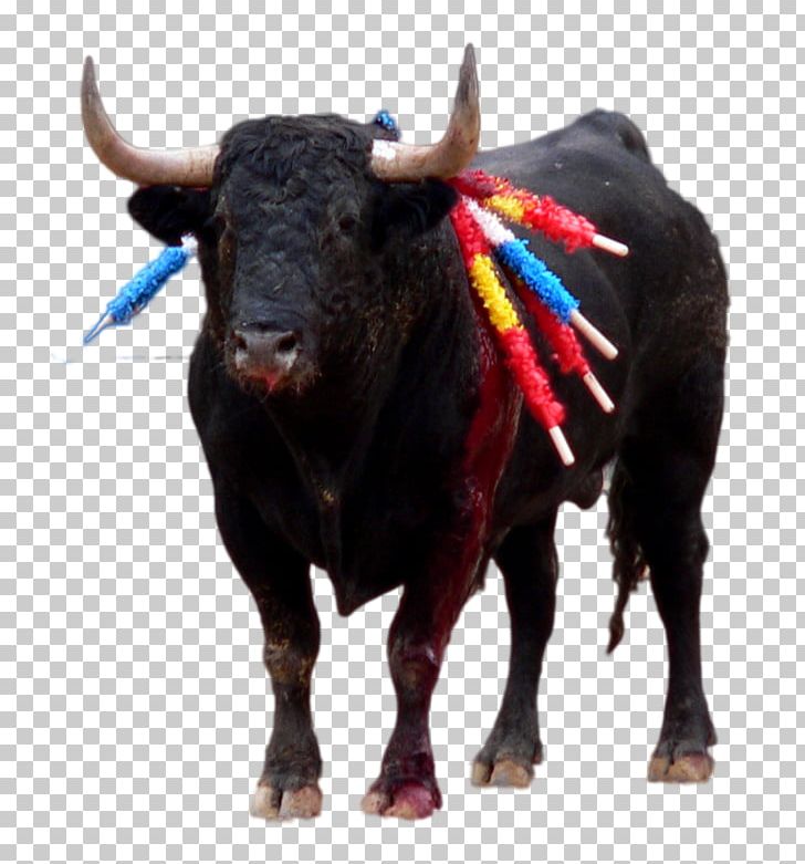 Spanish Fighting Bull Ox Taurine Cattle Bullfighting PNG, Clipart, Animals, Aurochs, Bull, Bullfighter, Bullfighting Free PNG Download