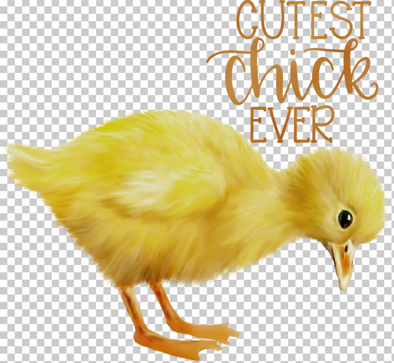 Duck Landfowl Chicken Birds Beak PNG, Clipart, Beak, Biology, Birds, Chicken, Duck Free PNG Download