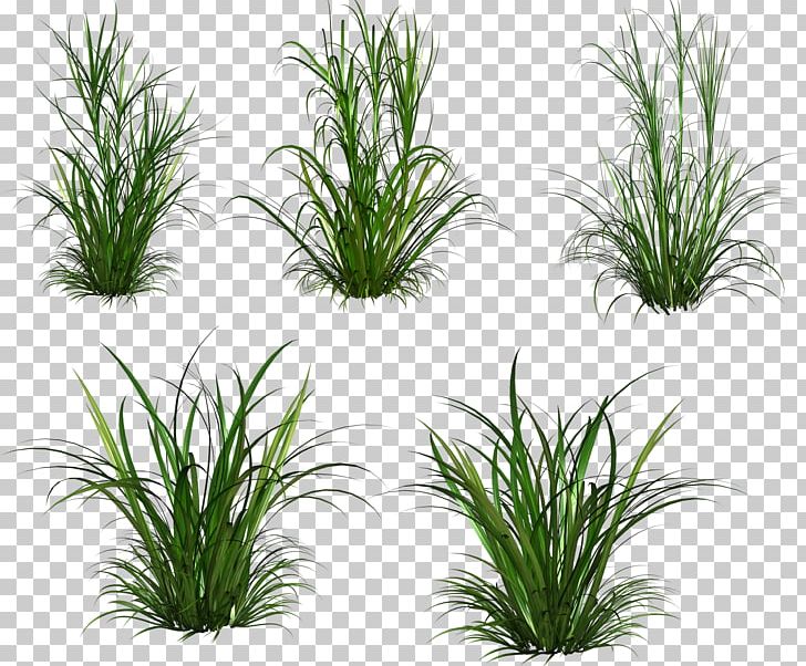 Herbaceous Plant PNG, Clipart, 3d Computer Graphics, Aquarium Decor, Chrysopogon Zizanioides, Clip Art, Computer Icons Free PNG Download