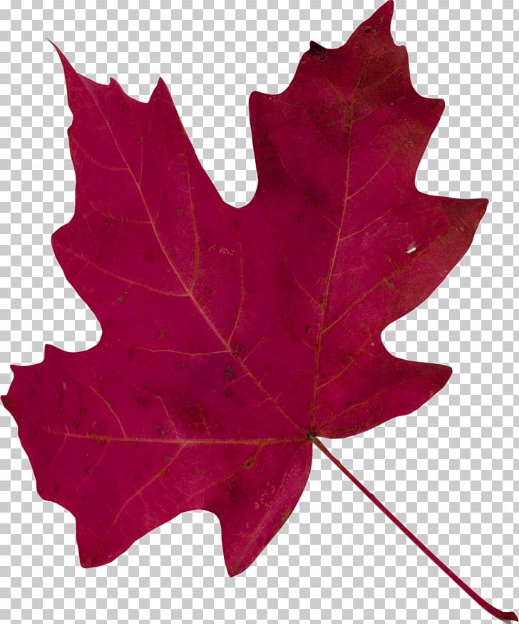 Maple Leaf PNG, Clipart, Aceraceae, Autumn, Element, Flowering Plant, Green Free PNG Download