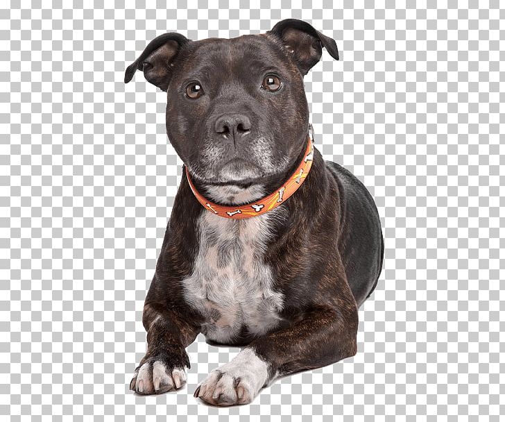 Staffordshire Bull Terrier American Staffordshire Terrier American Pit Bull Terrier PNG, Clipart, American Pit Bull Terrier, American Staffordshire Terrier, Banco De Imagens, Bull, Bull Terrier Free PNG Download