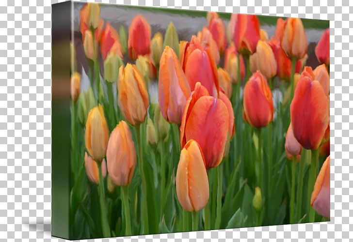 Tulip Digital Painting Work Of Art PNG, Clipart, Art, Bud, Canvas, Digital Art, Digital Painting Free PNG Download