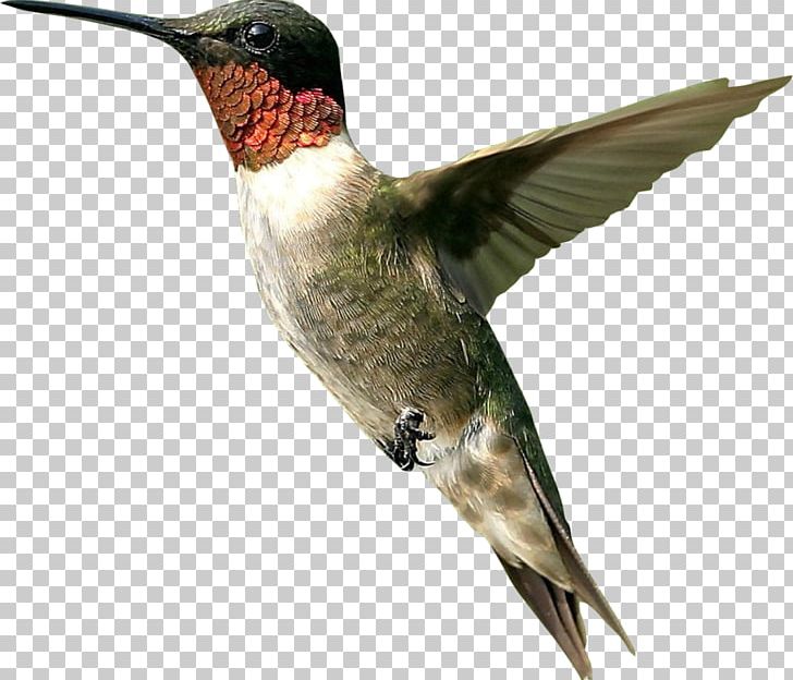 Hummingbird PNG, Clipart, Animals, Beak, Bee Hummingbird, Bird, Bird Png Free PNG Download