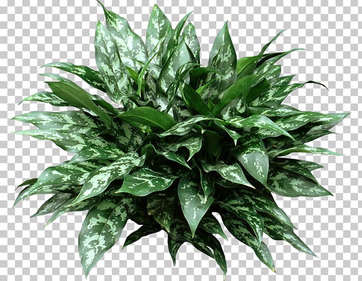 Light Houseplant Dracaena Fragrans Chinese Evergreens Garden PNG, Clipart, Chinese, Chinese Evergreens, Chlorophytum Comosum, Dracaena, Dracaena Fragrans Free PNG Download