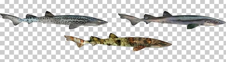 Squaliform Sharks Fauna Ecosystem Animal PNG, Clipart, Animal, Animal Figure, Ecosystem, Fauna, Fish Free PNG Download