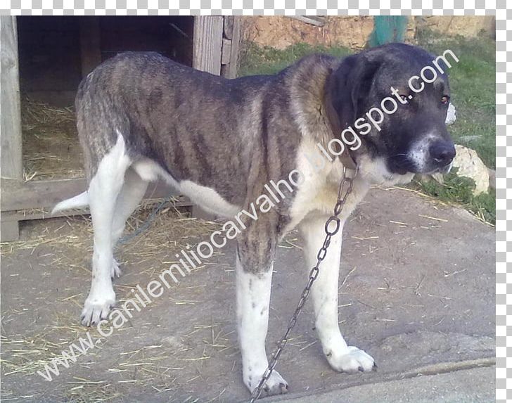 Rafeiro Do Alentejo Central Asian Shepherd Dog Caucasian Shepherd Dog Cão De Gado Transmontano Dog Breed PNG, Clipart, Animal Shelter, Breed, Breed Group Dog, Carnivoran, Caucasian Shepherd Dog Free PNG Download