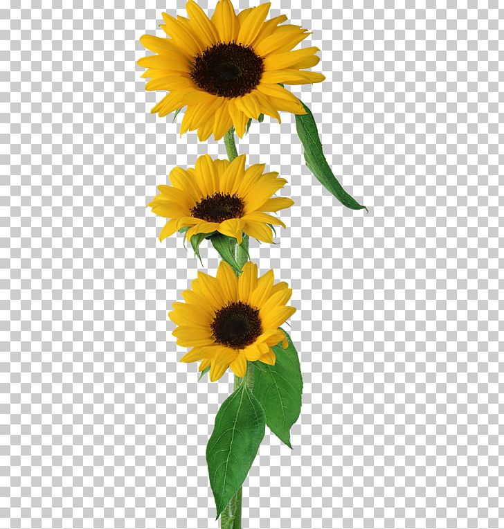 Common Sunflower Brush PNG, Clipart, Daisy Family, Decoupage, Drawing, Floral Design, Floristry Free PNG Download