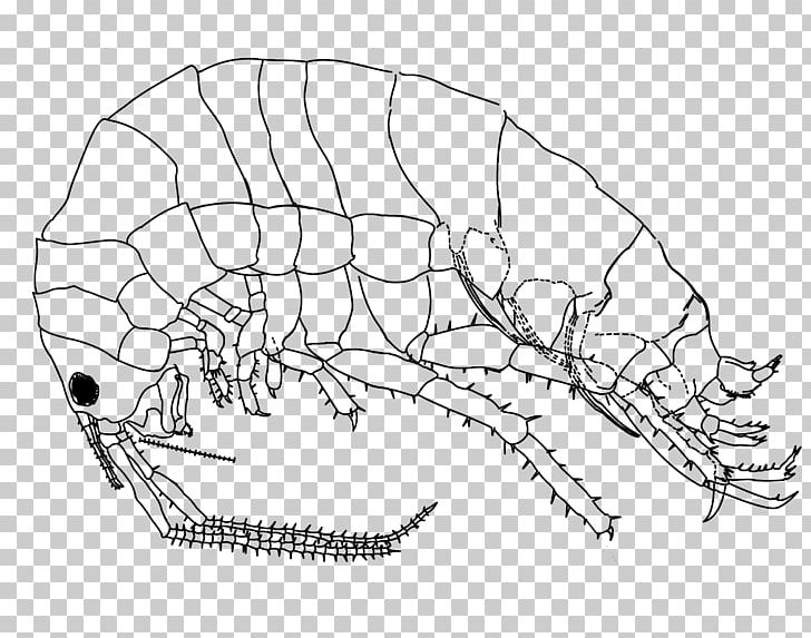 Drawing Platorchestia Platensis Amphipods PNG, Clipart, Amphipods, Angle, Animal, Area, Art Free PNG Download