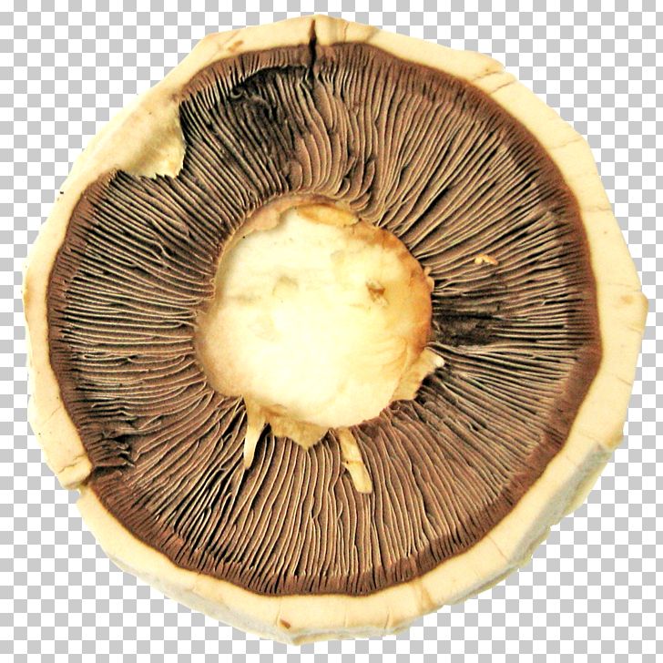 Mushroom Cloud PNG, Clipart, Agaricaceae, Computer Icons, Drying, Edible Mushroom, Food Free PNG Download