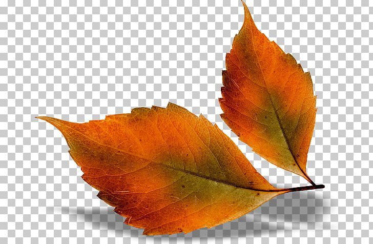 Autumn Leaf Color Desktop PNG, Clipart, Autumn, Autumn Leaf Color, Clip Art, Deciduous, Desktop Wallpaper Free PNG Download