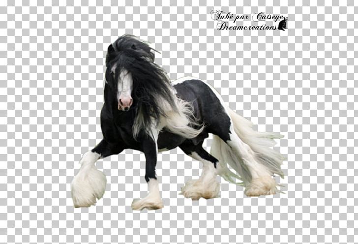 Gypsy Horse Stallion Mustang Friesian Horse Mane PNG, Clipart, Animal, Black, Buckskin, Friesian Horse, Fur Free PNG Download