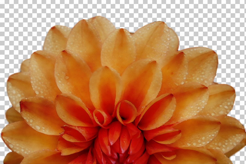 Chrysanthemum PNG, Clipart, Chrysanthemum, Paint, Watercolor, Wet Ink Free PNG Download