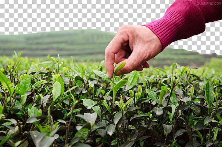 Green Tea Tea Garden PNG, Clipart, Agriculture, Camellia Sinensis, Chxe8, Crop, Dots Per Inch Free PNG Download