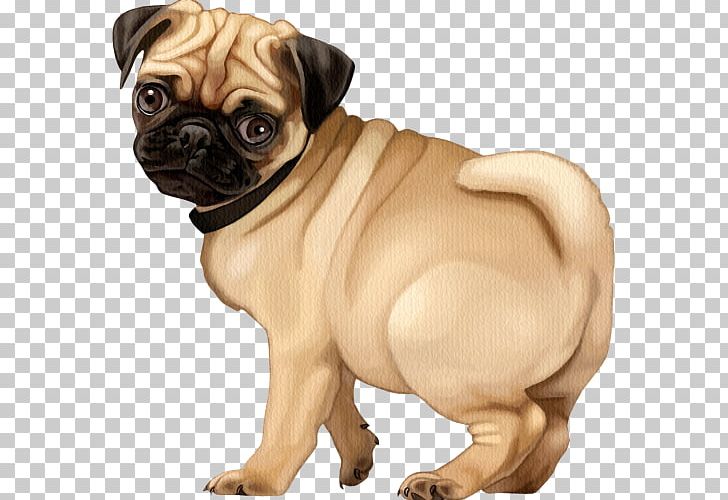 Pug Puppy Dog Breed Companion Dog Toy Dog PNG, Clipart, Animal, Animals, Breed, Cari, Carnivoran Free PNG Download