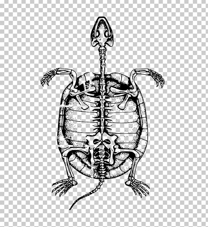 Turtle Human Skeleton Bone PNG, Clipart, Animals, Art, Artwork, Black And White, Bone Free PNG Download