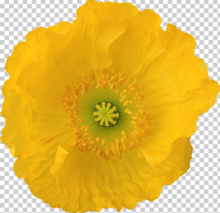 Flower PNG, Clipart, Art, Calendula, Data, Desktop Wallpaper, Download Free PNG Download