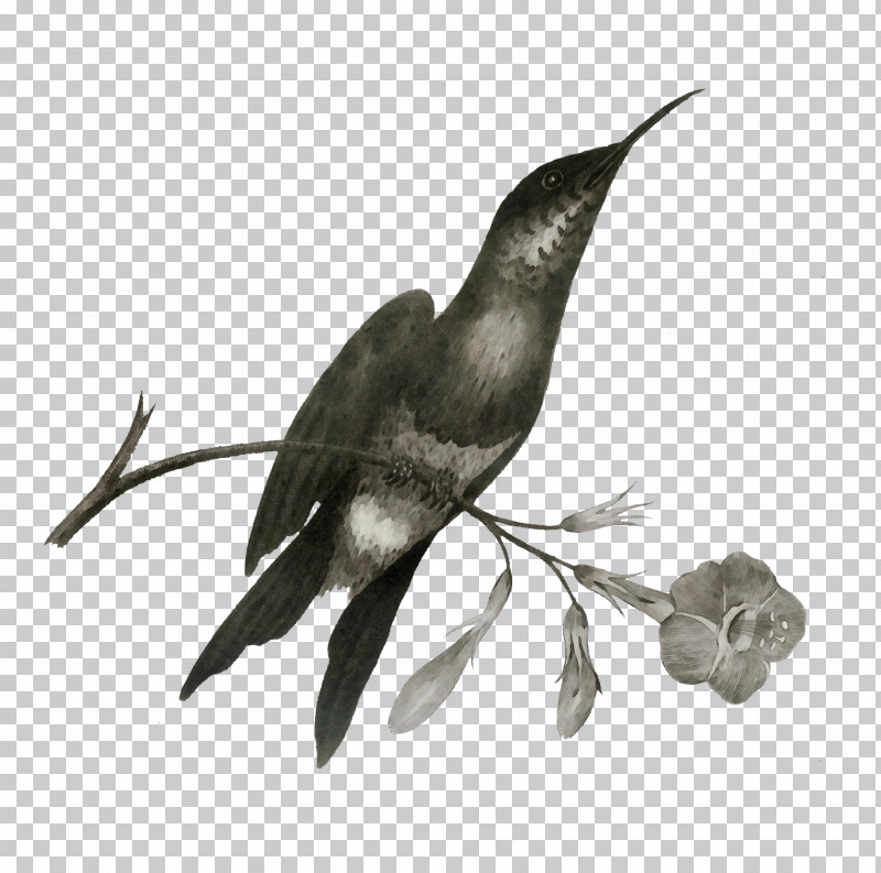 Hummingbirds Art Forms In Nature Birds Drawing Violetear PNG, Clipart, Art Forms In Nature, Birds, Drawing, Hummingbird Hawkmoth, Hummingbirds Free PNG Download